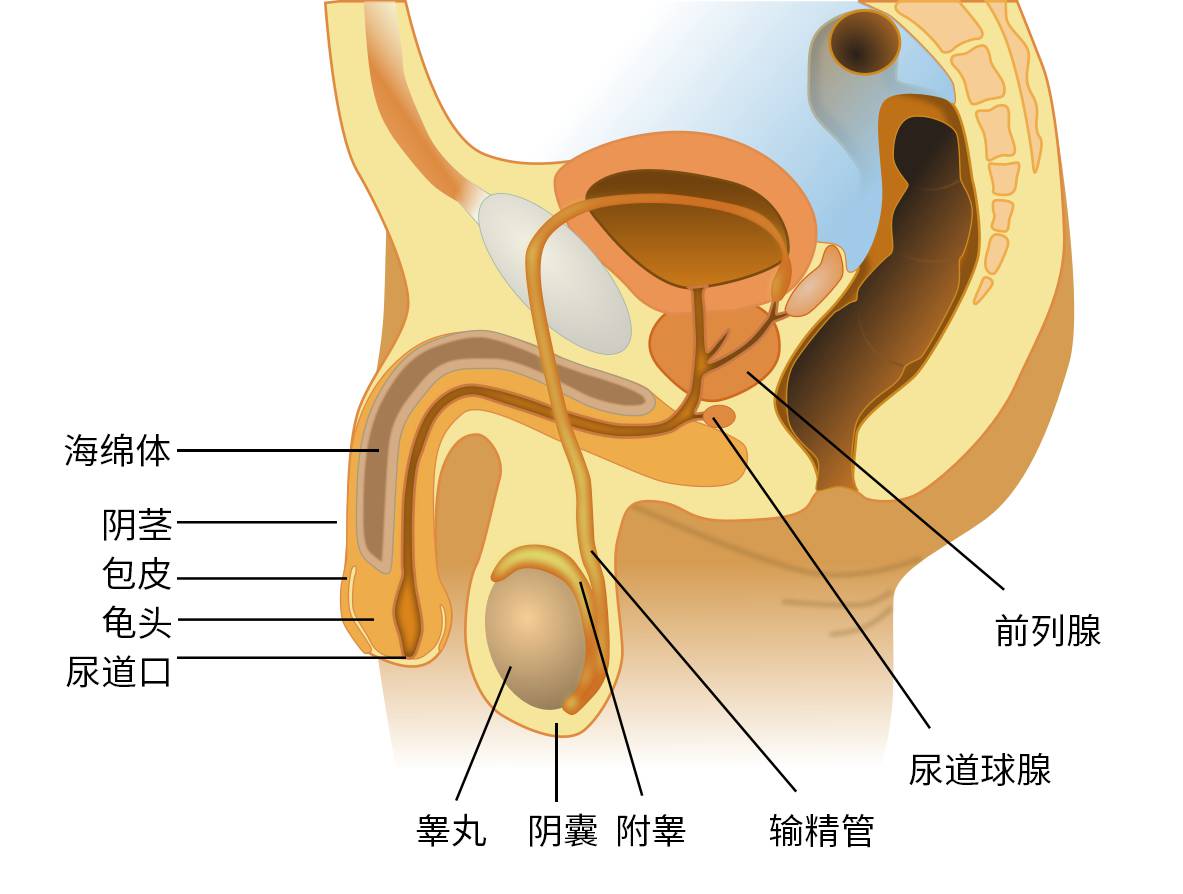 图 6，男性生殖系统